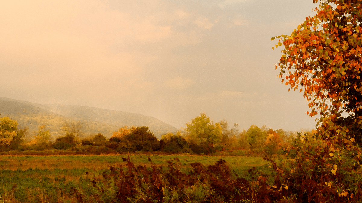 Autumn Observations - Swaine Group Ltd